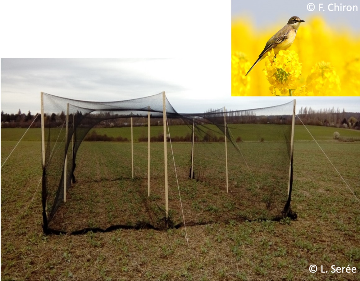 Cage d’exclusion d’oiseaux placée de février à juin sur une parcelle de colza; Bergeronette printanière.